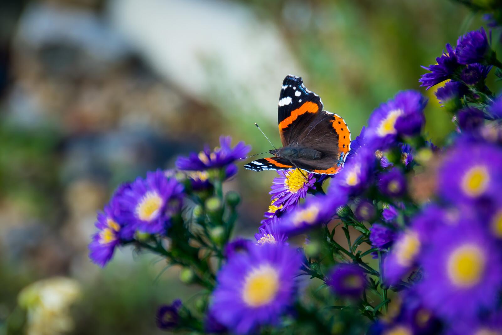 Бесплатное фото Бабочка на фиолетовом цветке