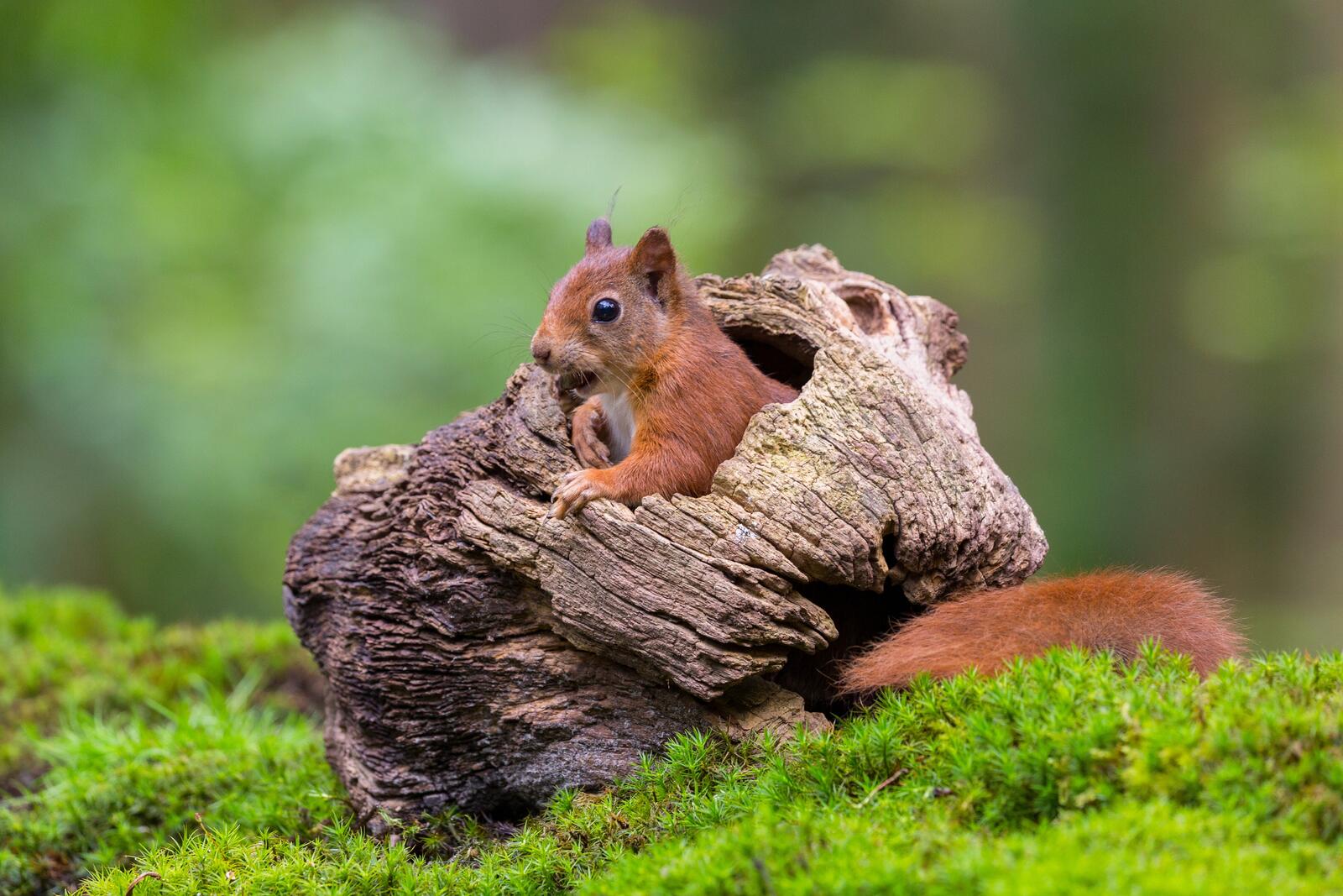 Free photo A squirrel hides in the bark of a tree