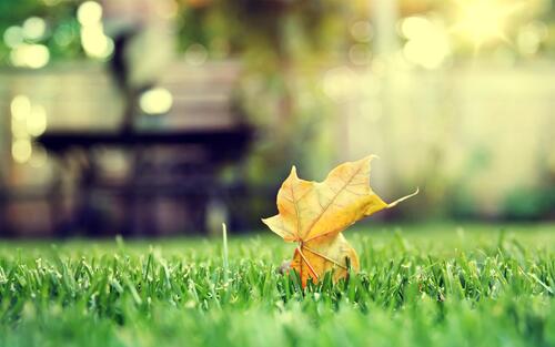 A dry leaf on a green lawn.