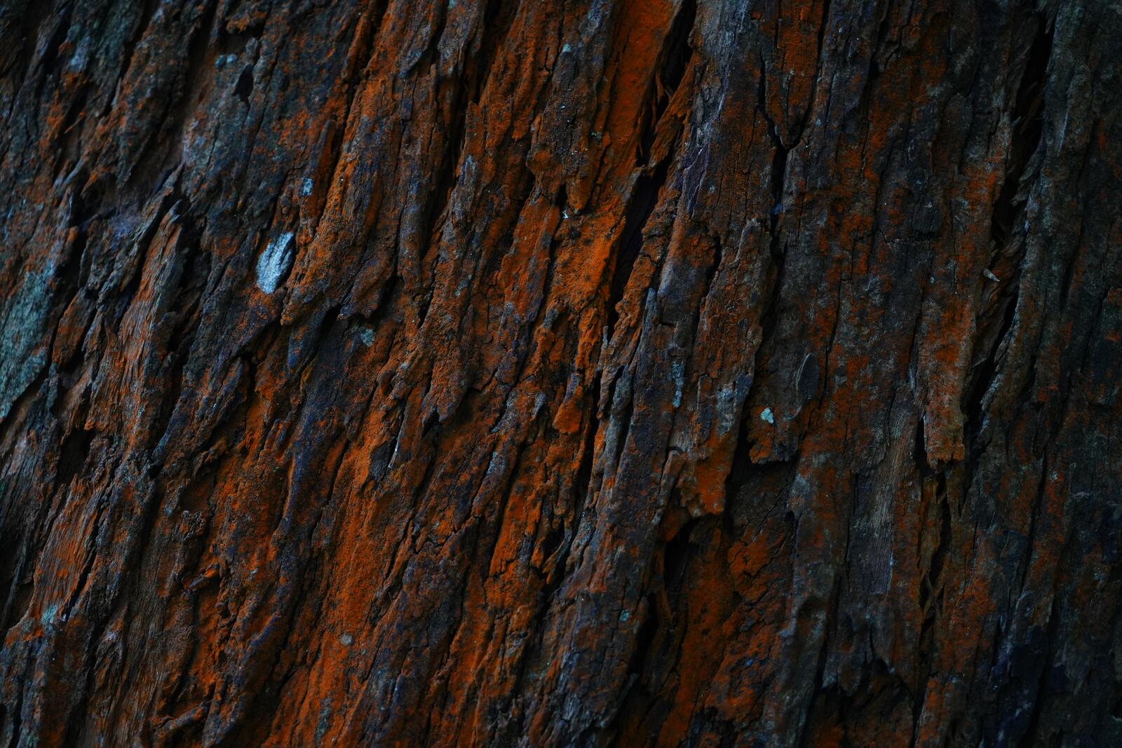 Бесплатное фото Кора дерева крупным планом