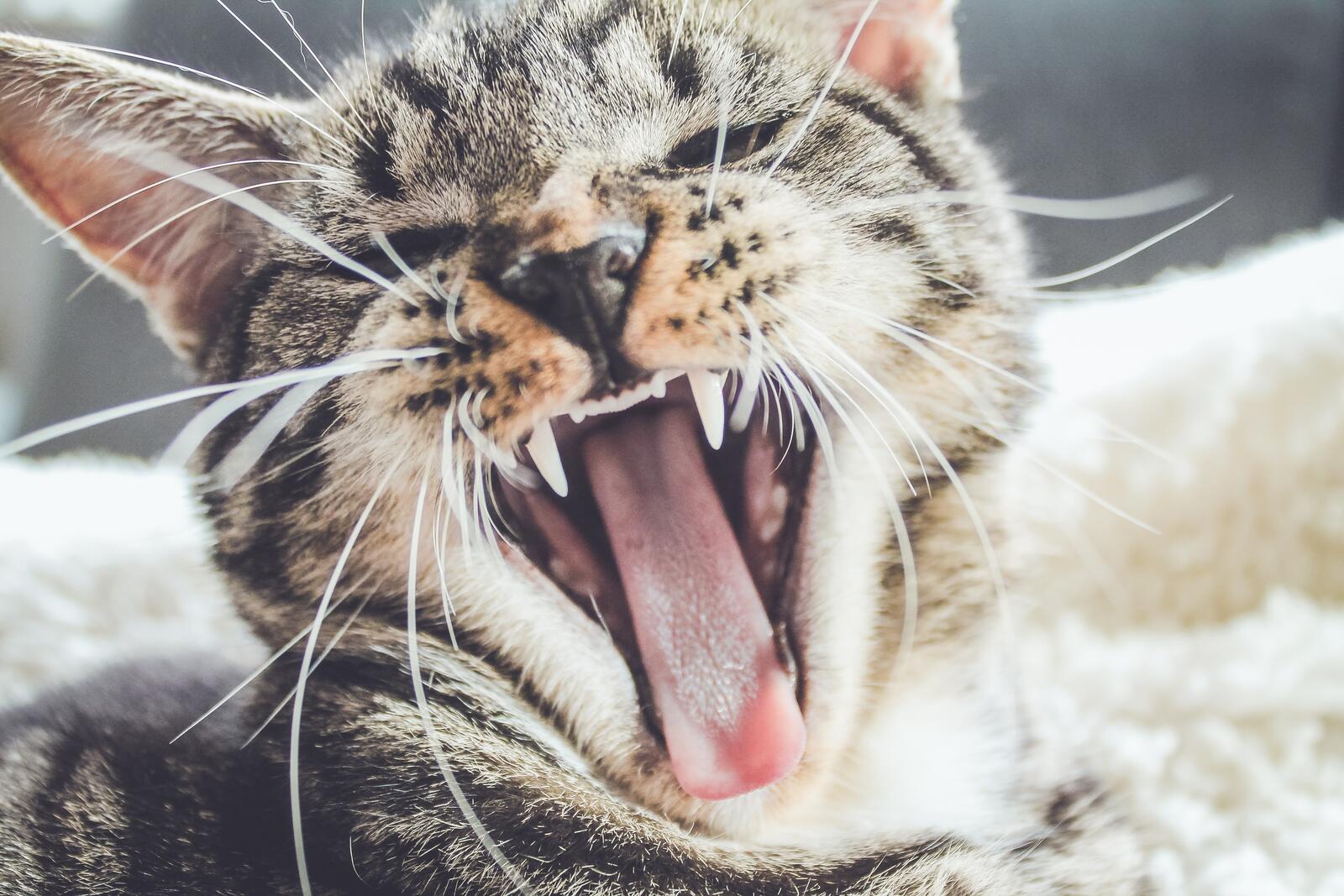 Free photo Domestic cat yawns in the morning