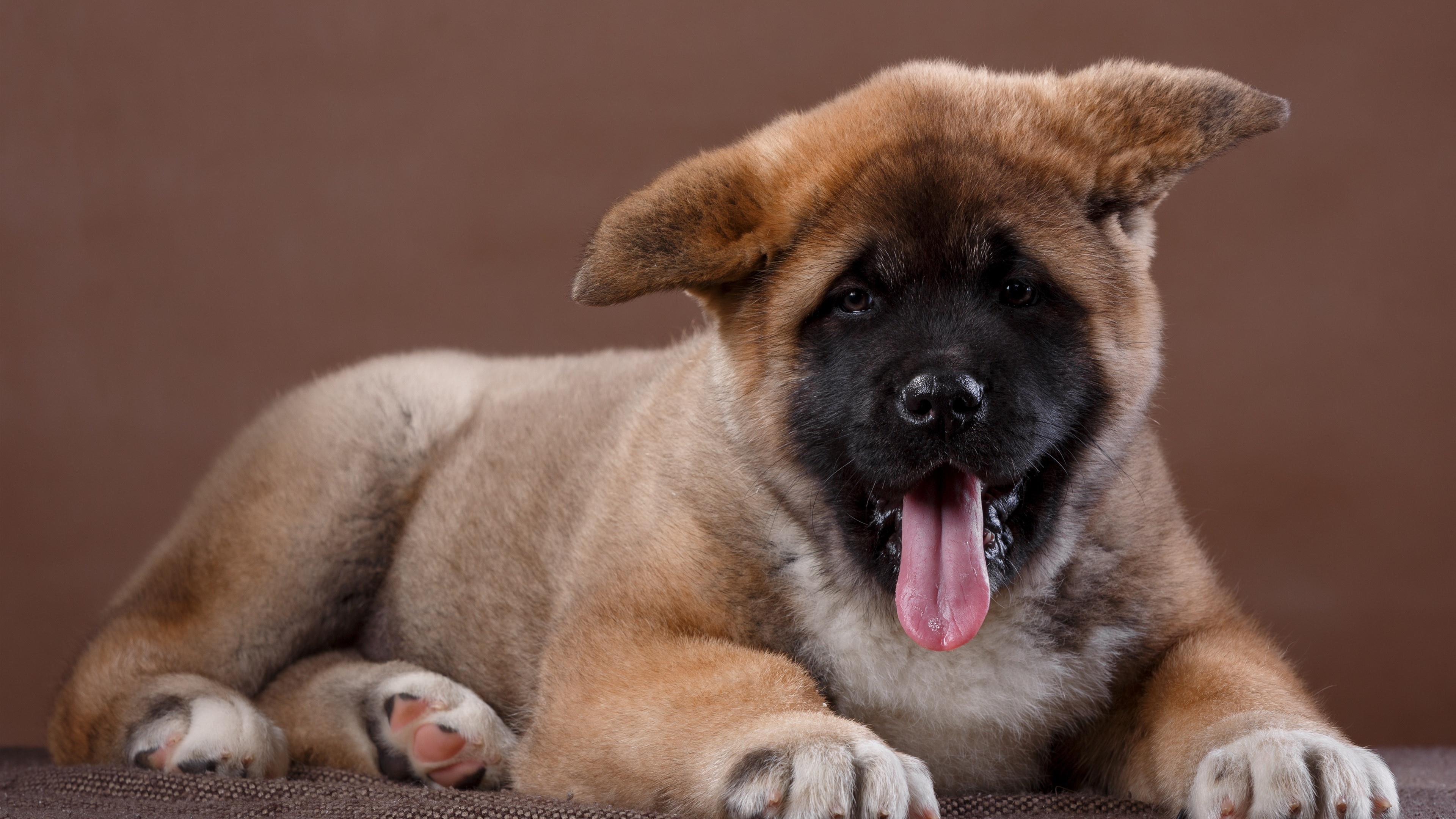Бесплатное фото Милый щенок показывает язык