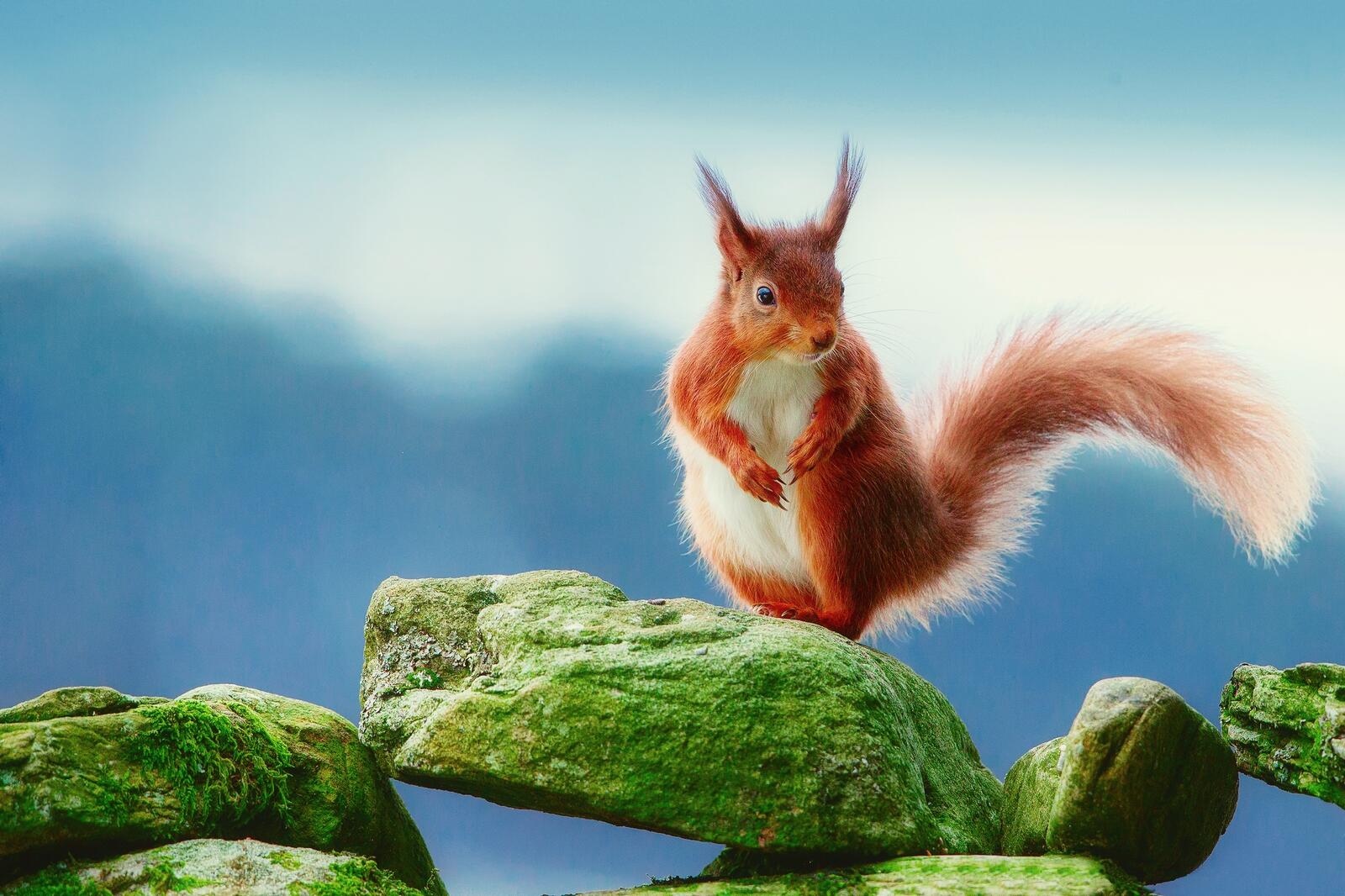 Wallpapers wallpaper squirrel fluffy tail on the desktop