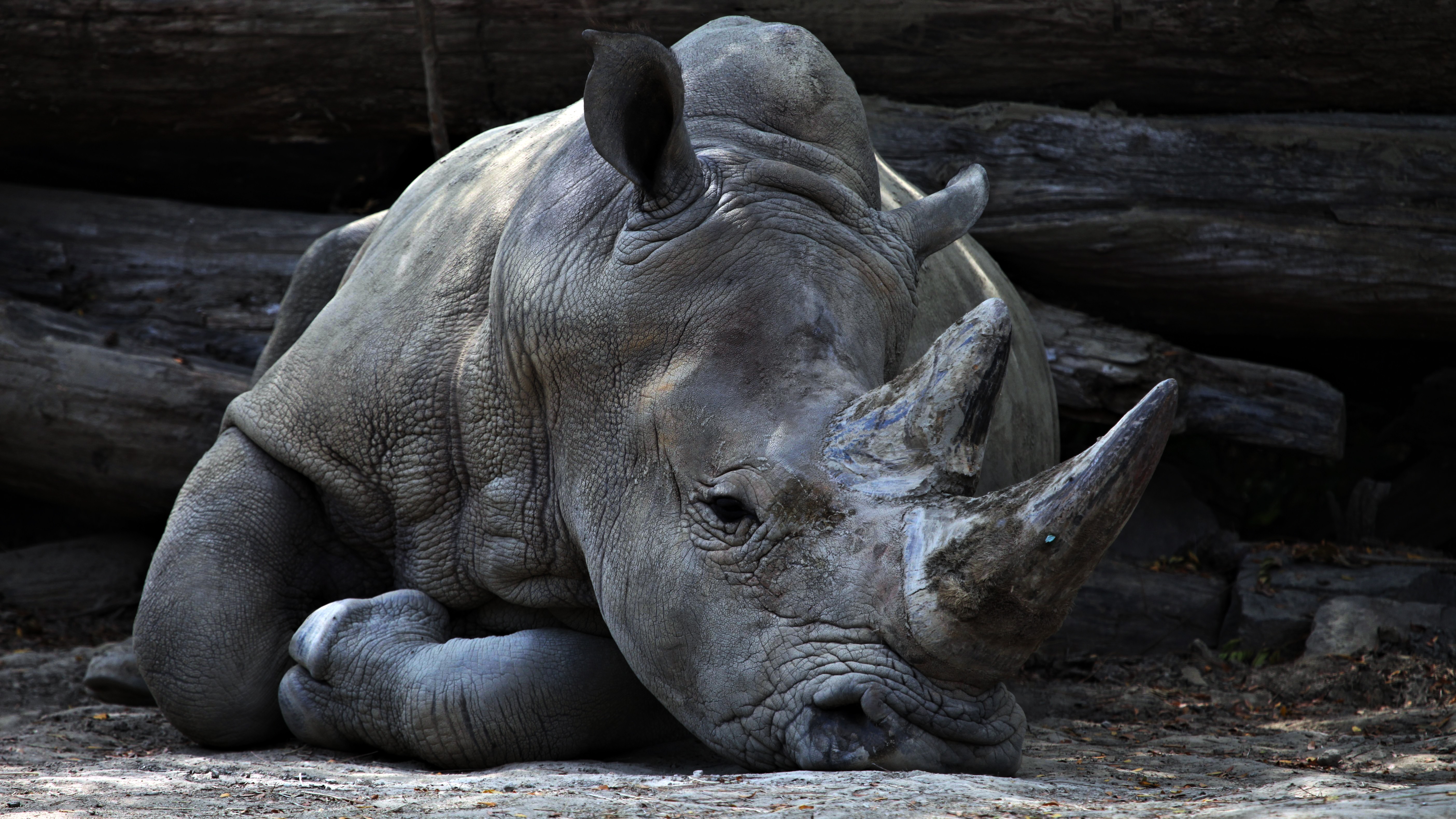A sad rhinoceros at the zoo.