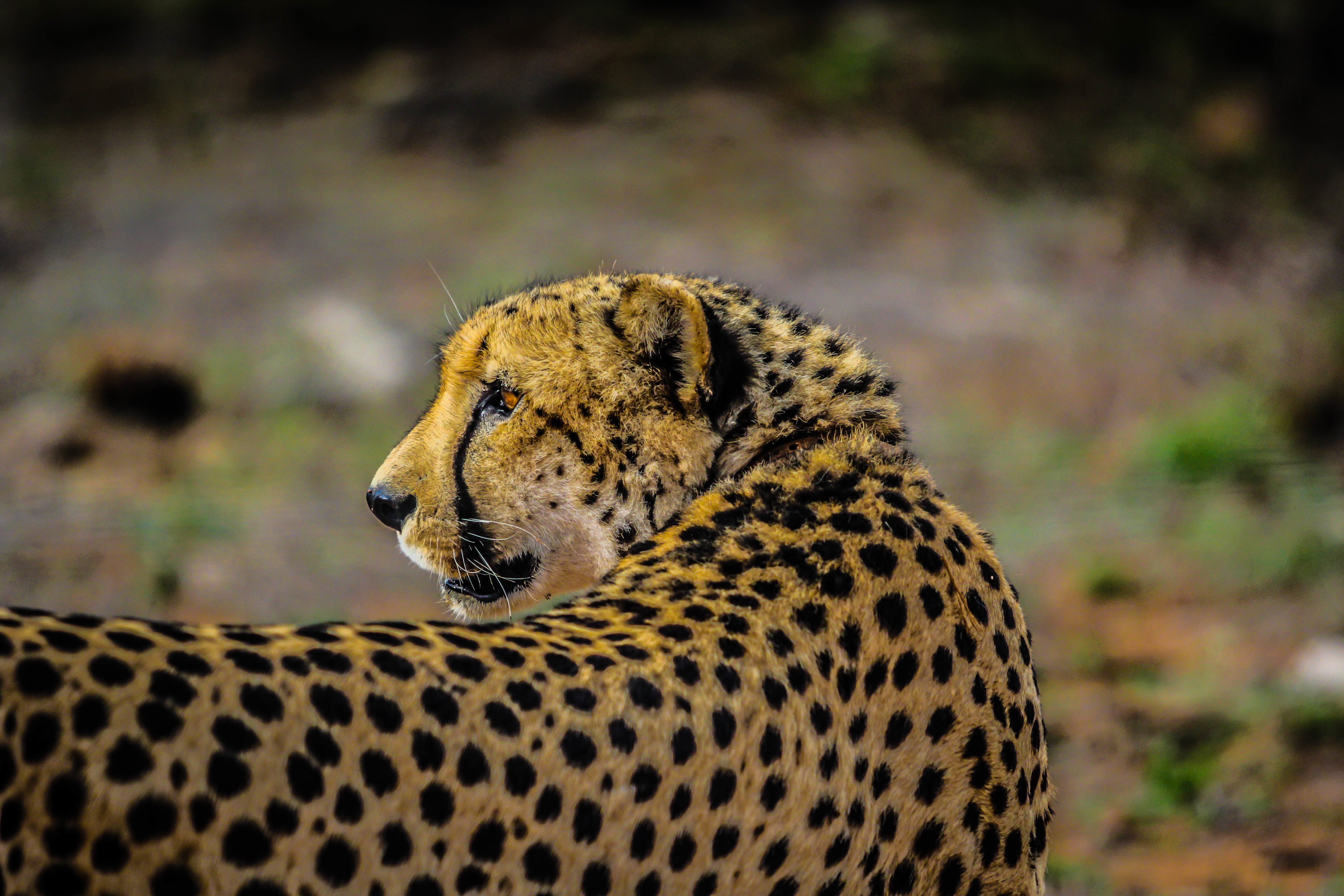 The cheetah looks back