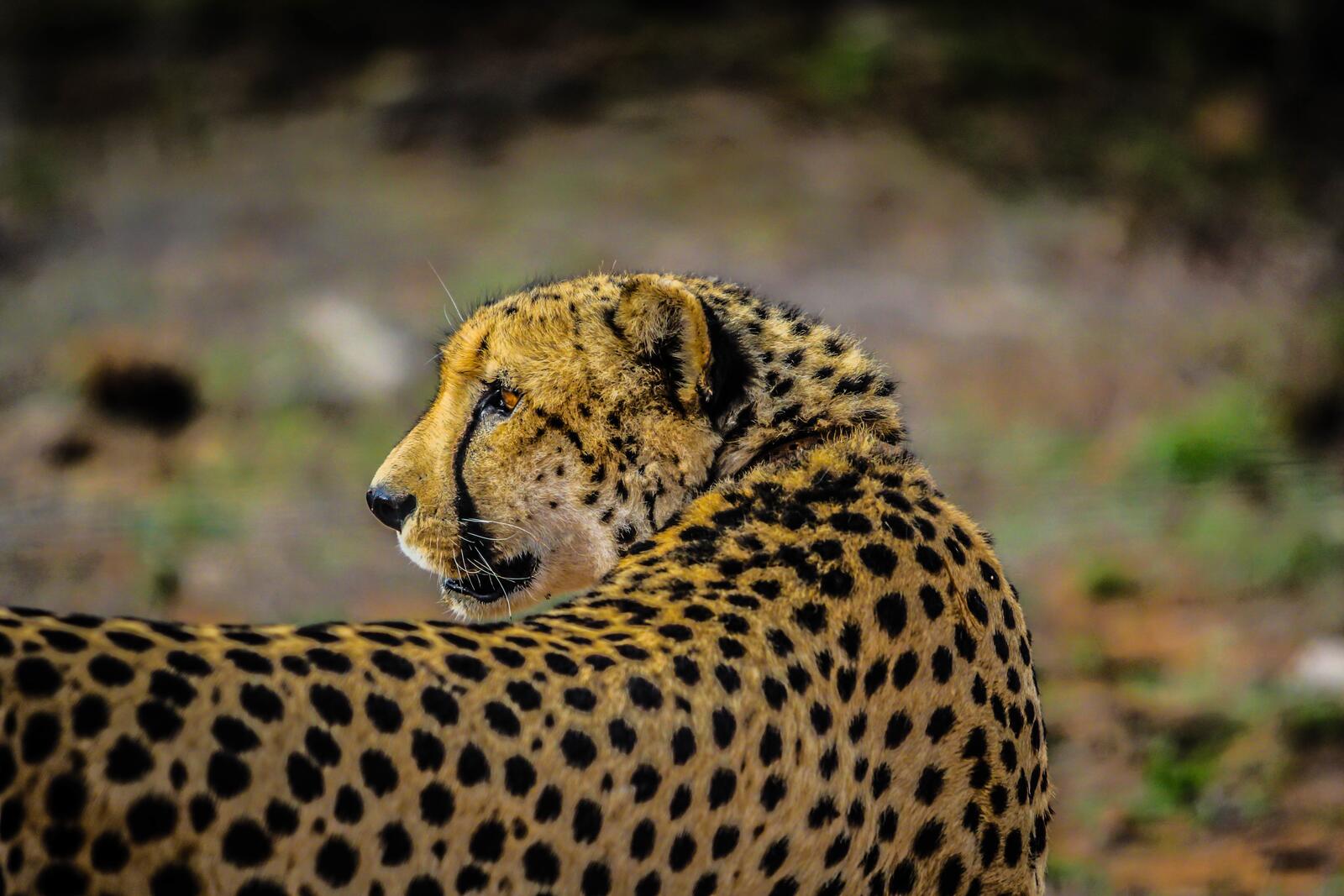 Free photo The cheetah looks back