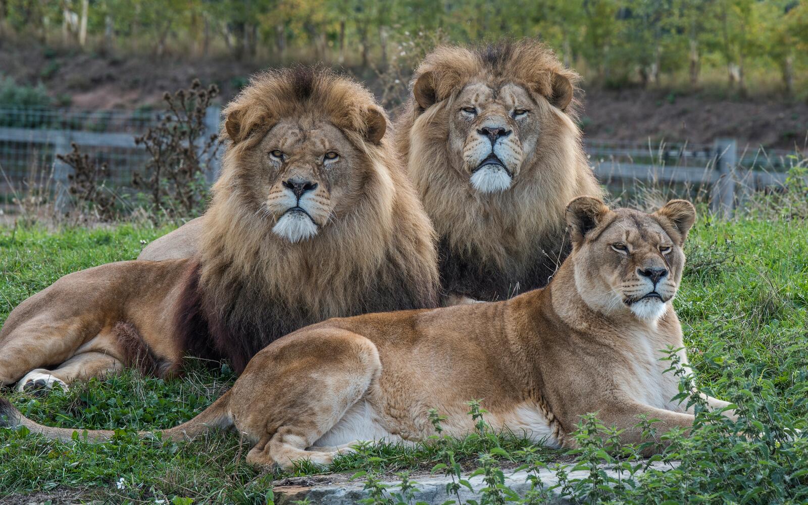 免费照片一头母狮身边的两头骄傲的狮子