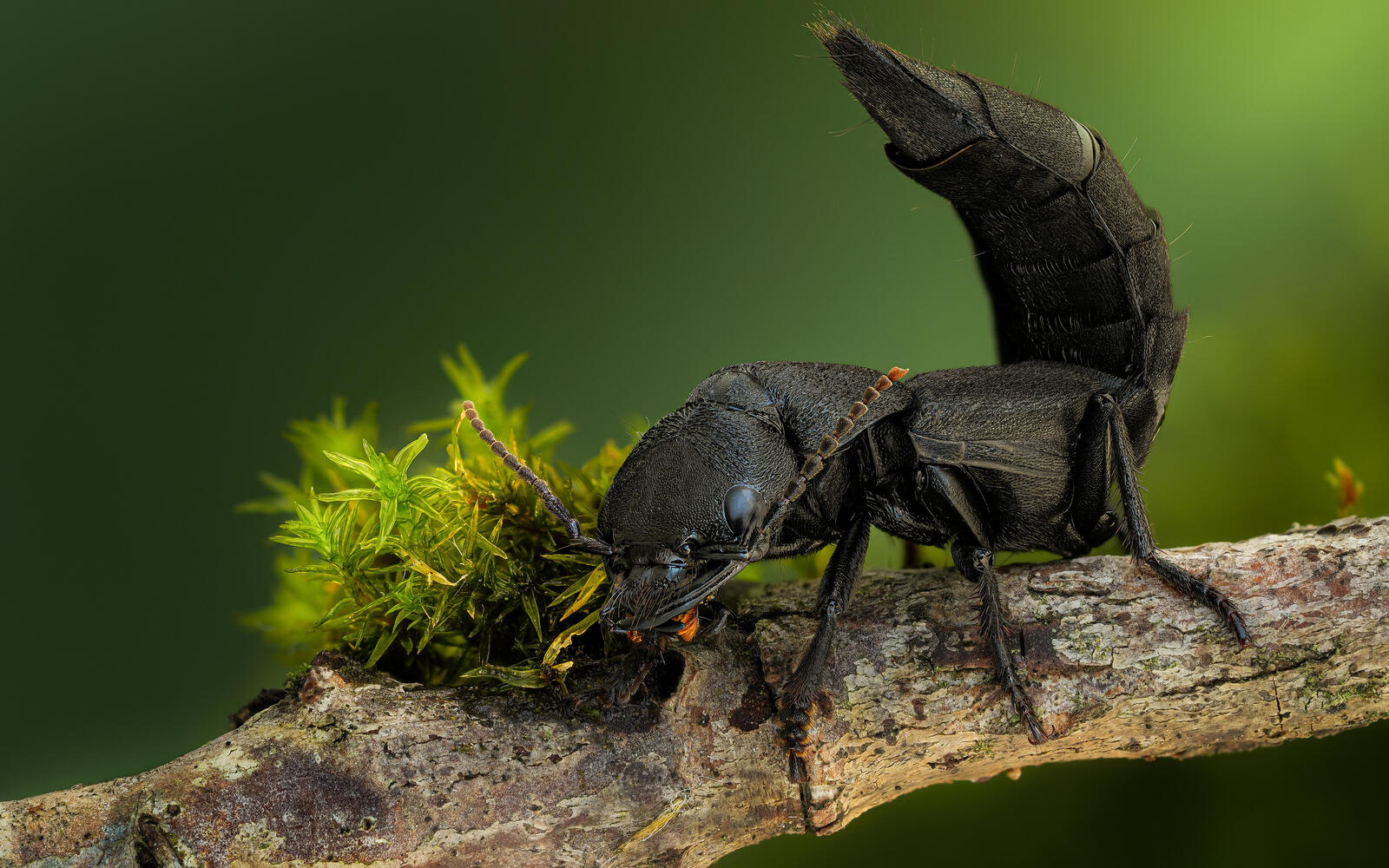 Бесплатное фото Черный жук на ветке