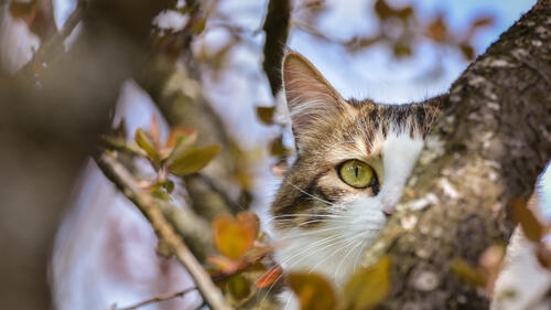 A cat hiding behind a tree branch