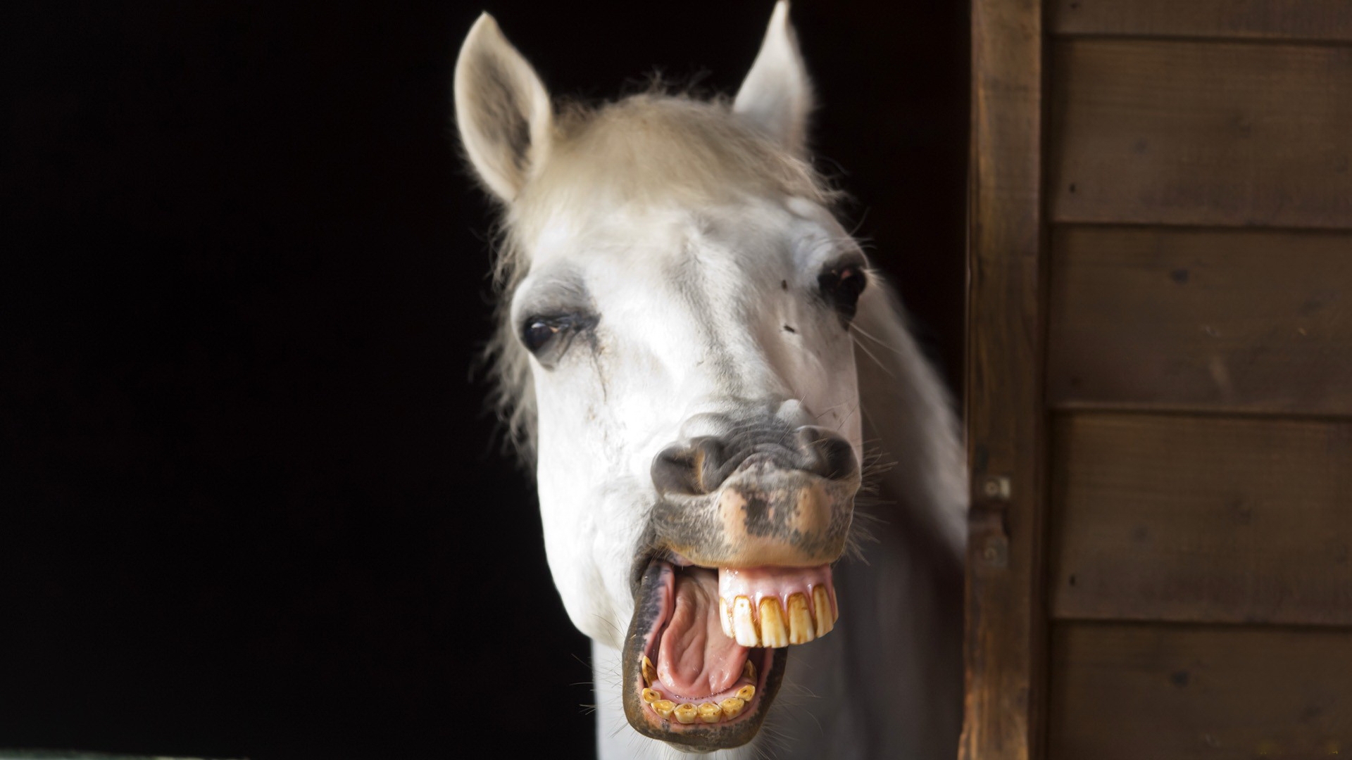 Глупый рождаться. Лошадиная морда с зубами. Лошадь улыбается. Улыбка лошади.