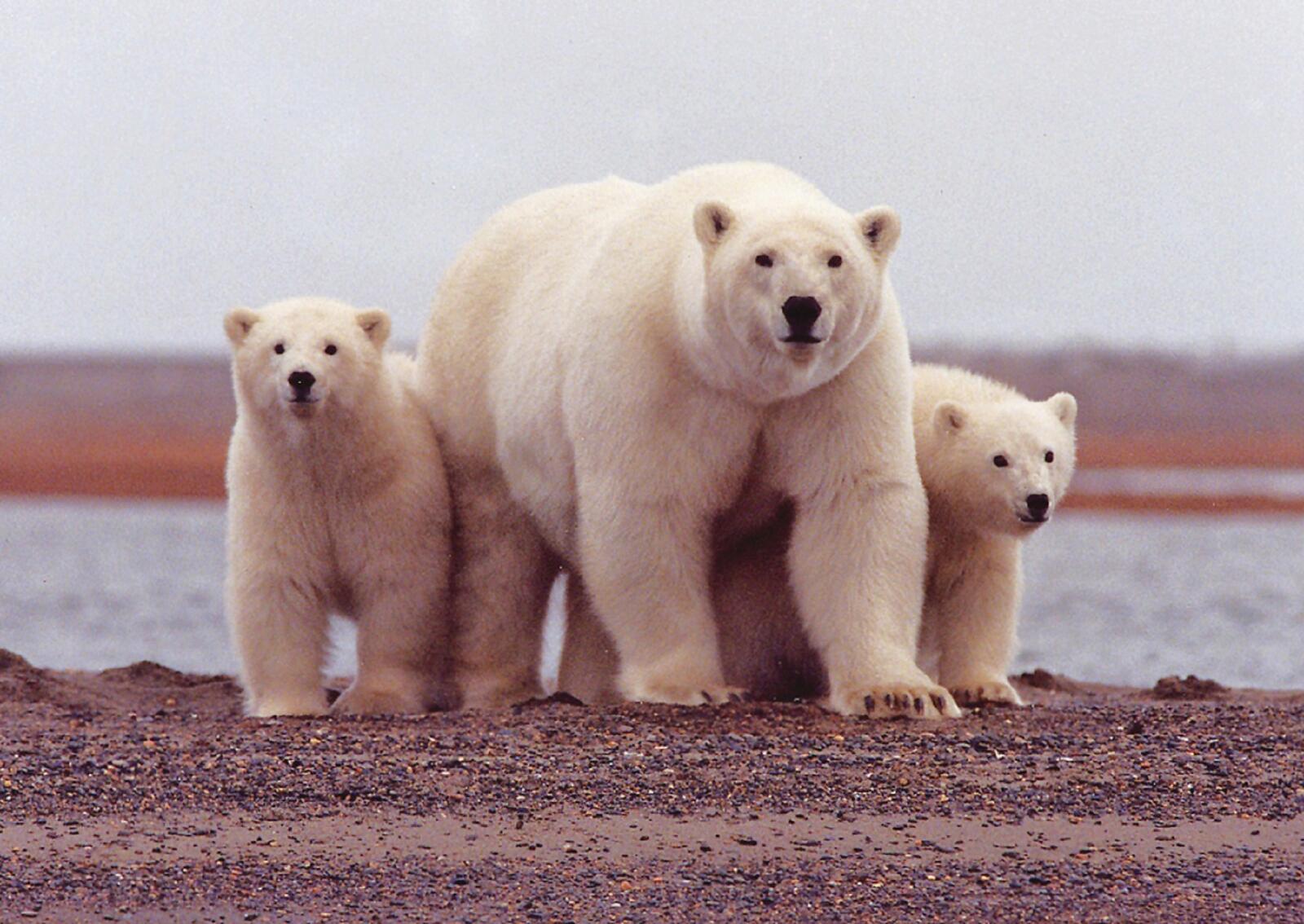 免费照片一只带着幼崽的北极熊