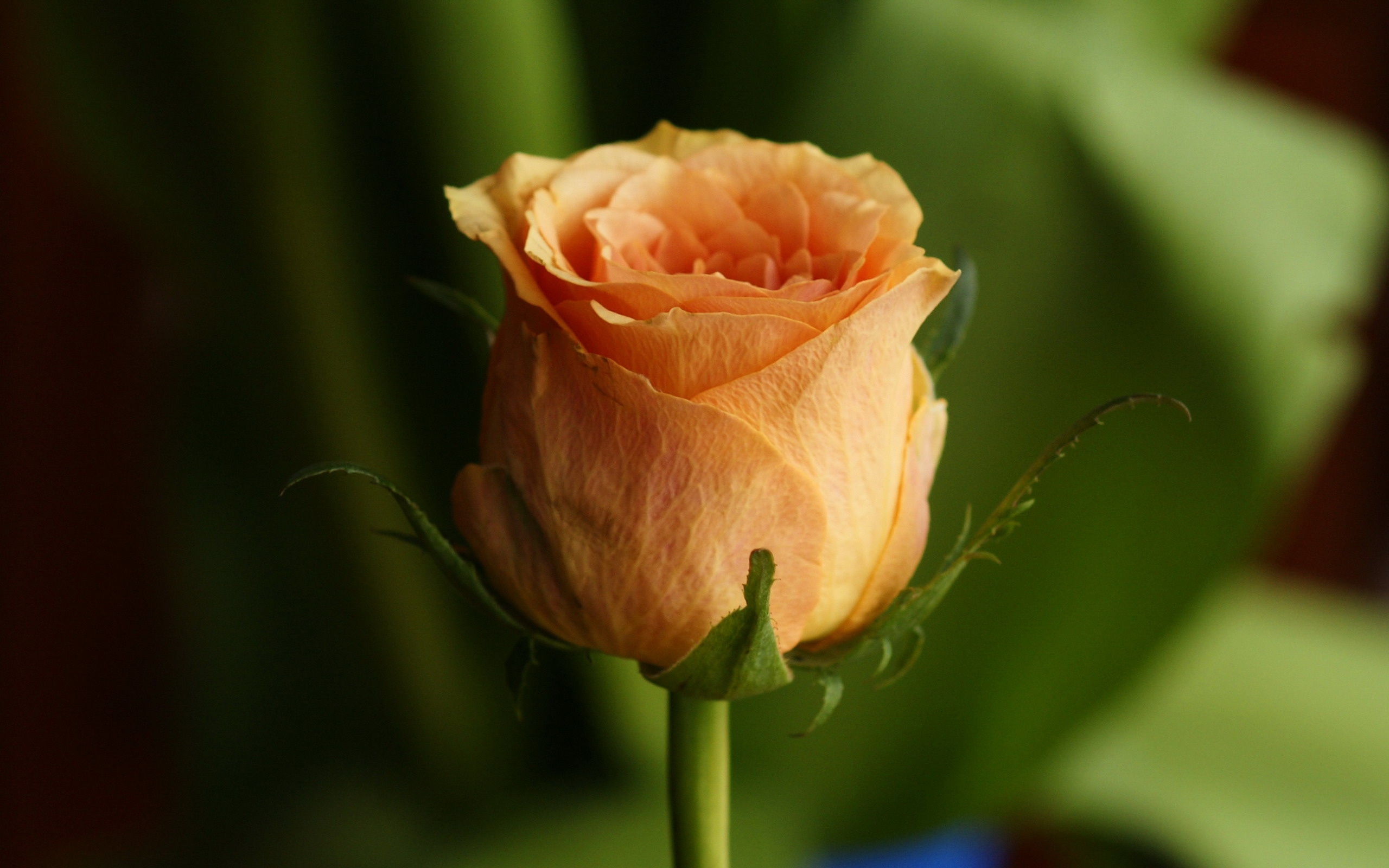免费照片一朵孤独的玫瑰