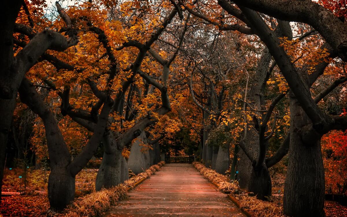 Осенняя аллея со старыми деревьями