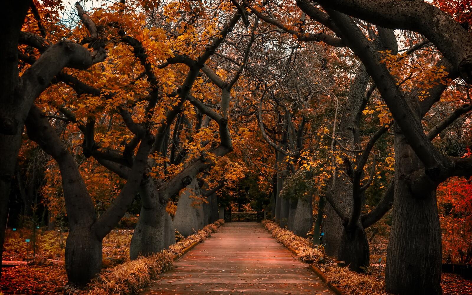 Бесплатное фото Осенняя аллея со старыми деревьями