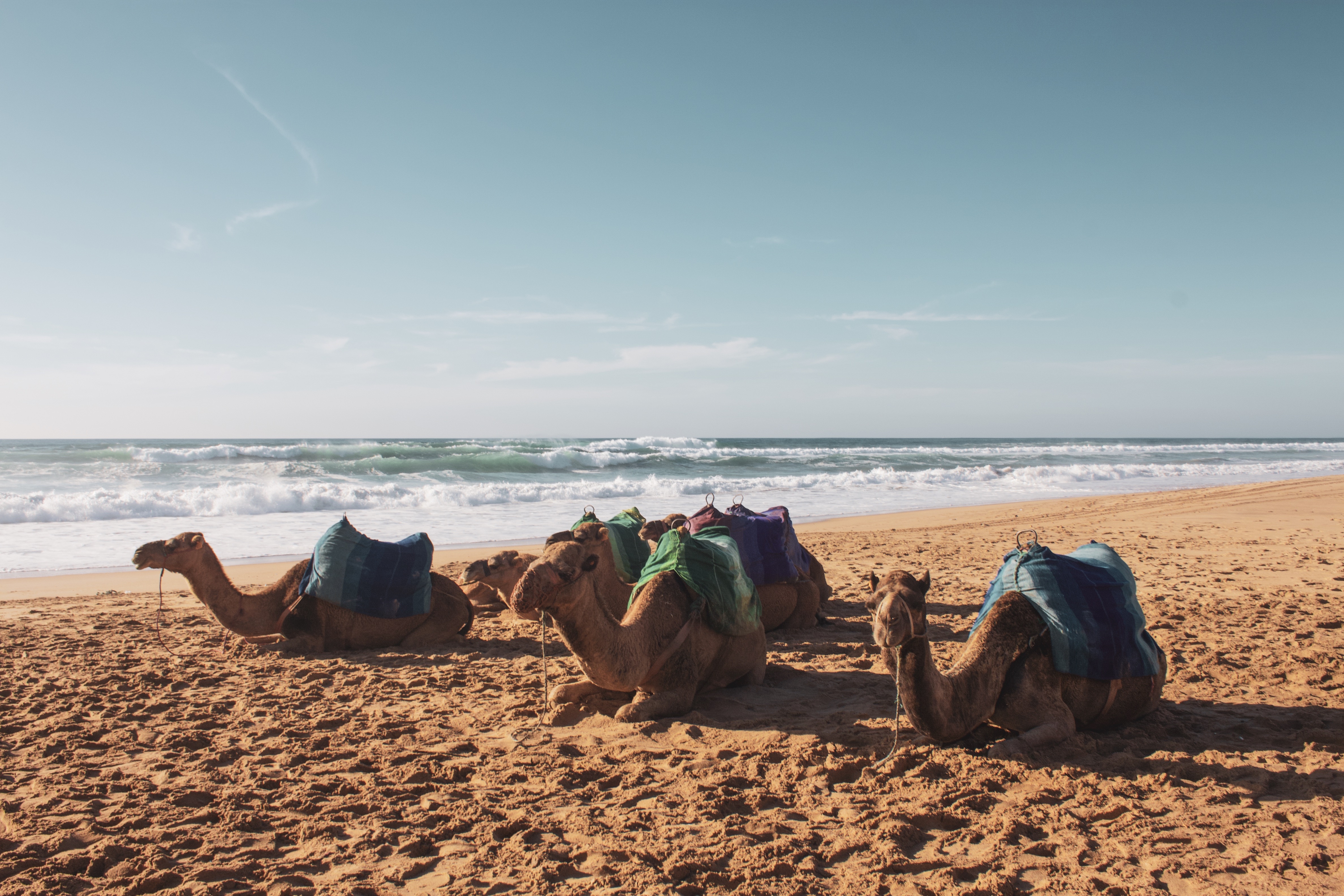 Стадо верблюдов отдыхает на песчаном пляже у моря