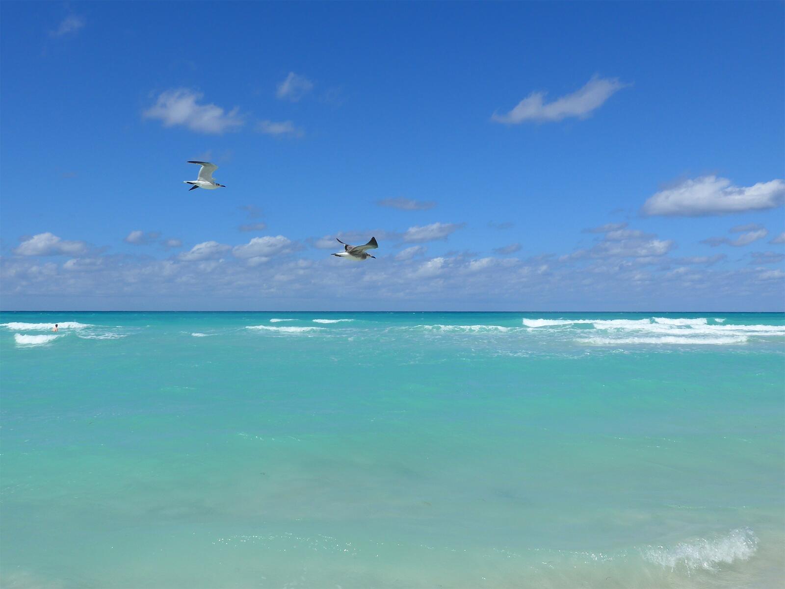 Морские чайки летят над водой на Кубе