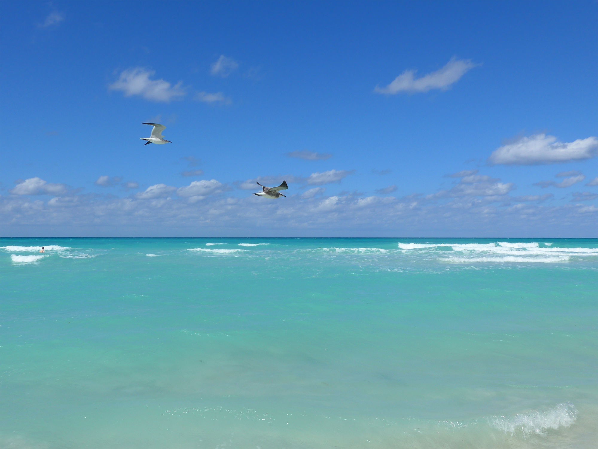 Free photo Sea gulls fly over the water in Cuba