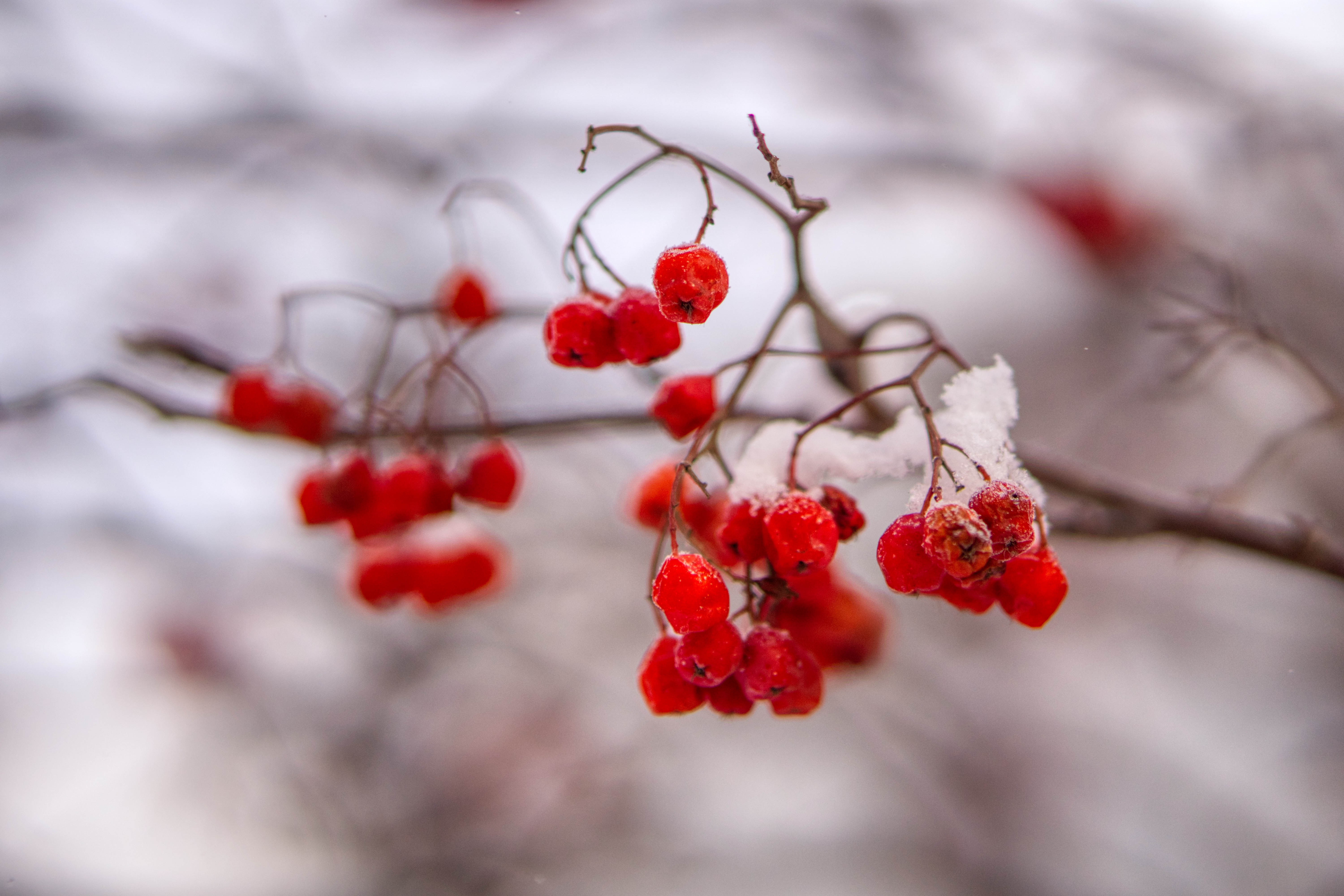 Free photo Berries on a branch