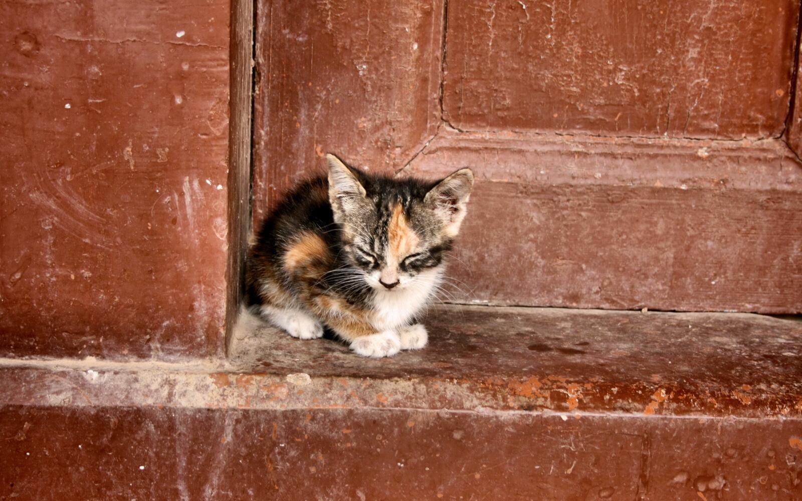 Free photo A little abandoned kitten