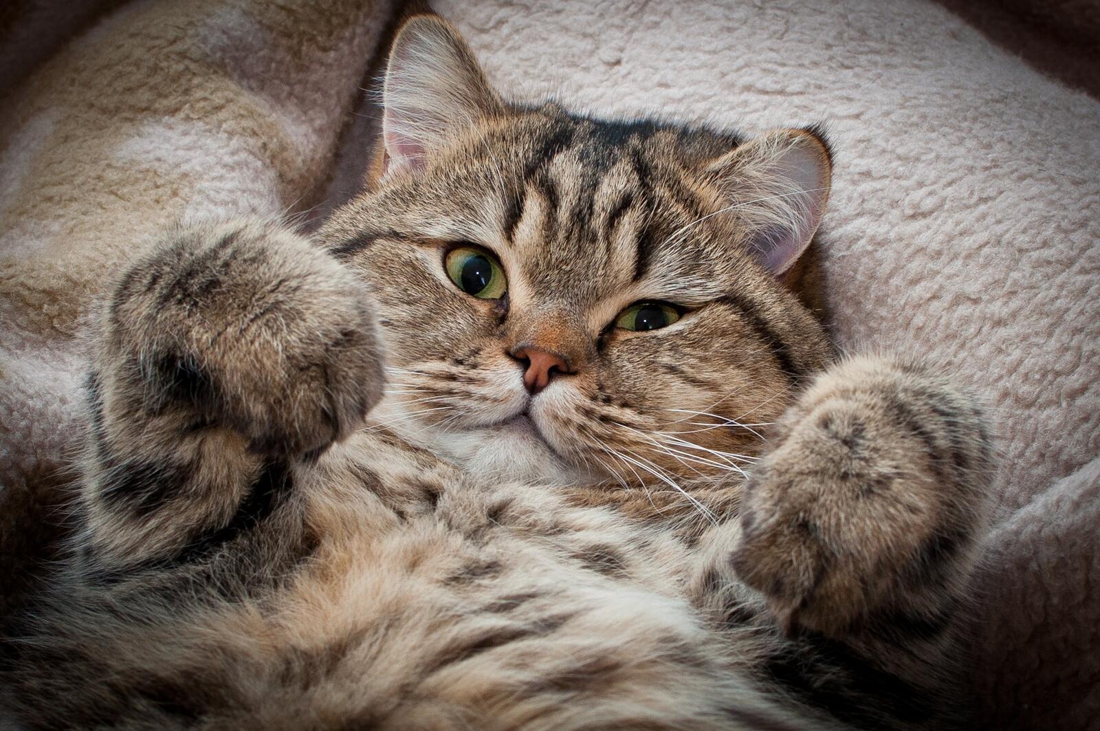 Бесплатное фото Толстый котик лежит на спине