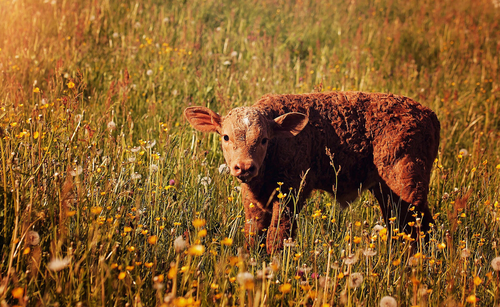 Free photo A little thoroughbred calf