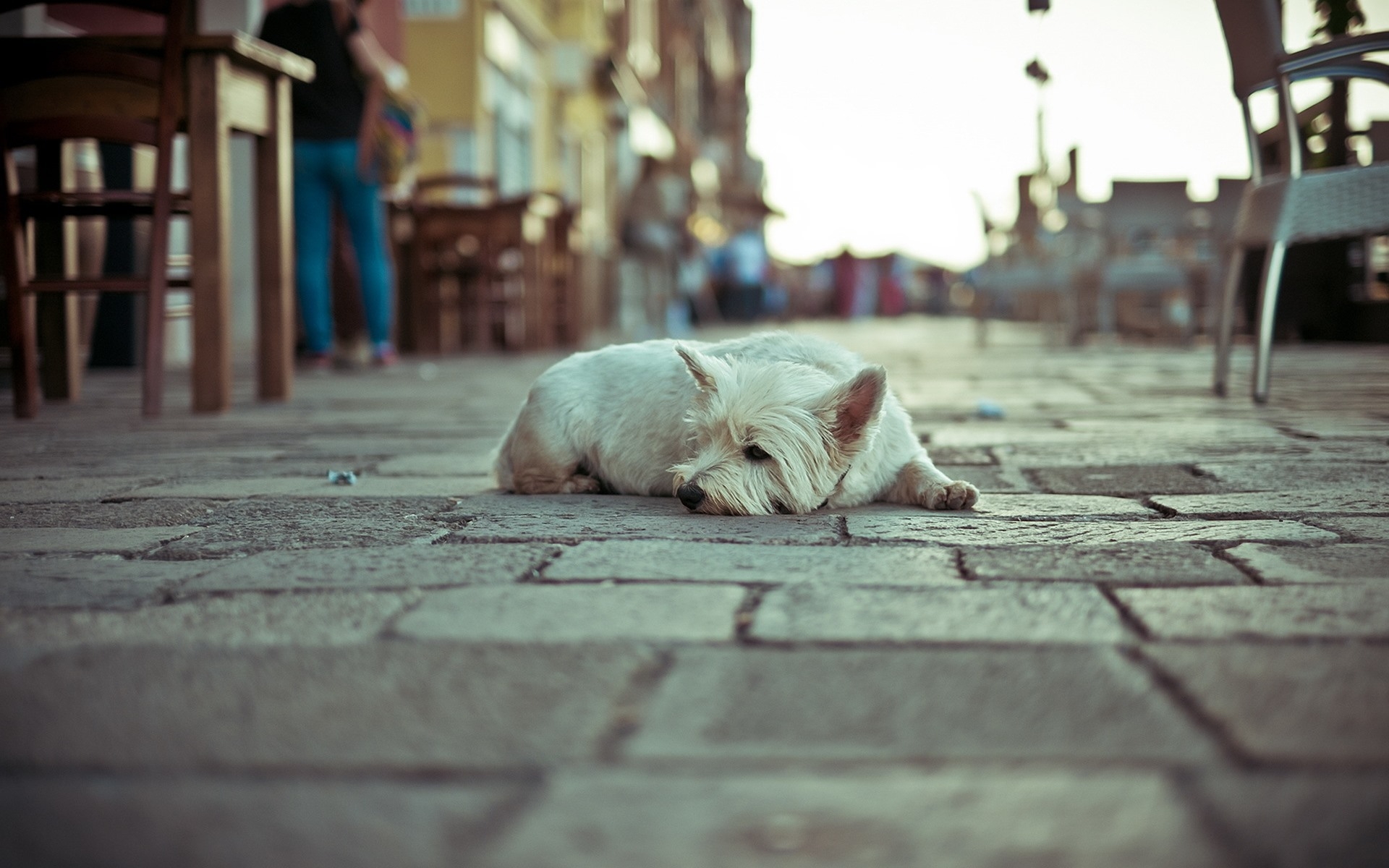 一只悲伤的狗躺在人行道上