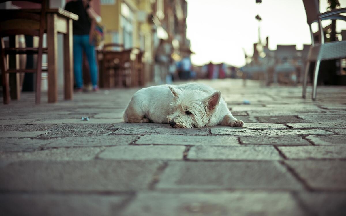 Грустный пес лежит на тротуаре