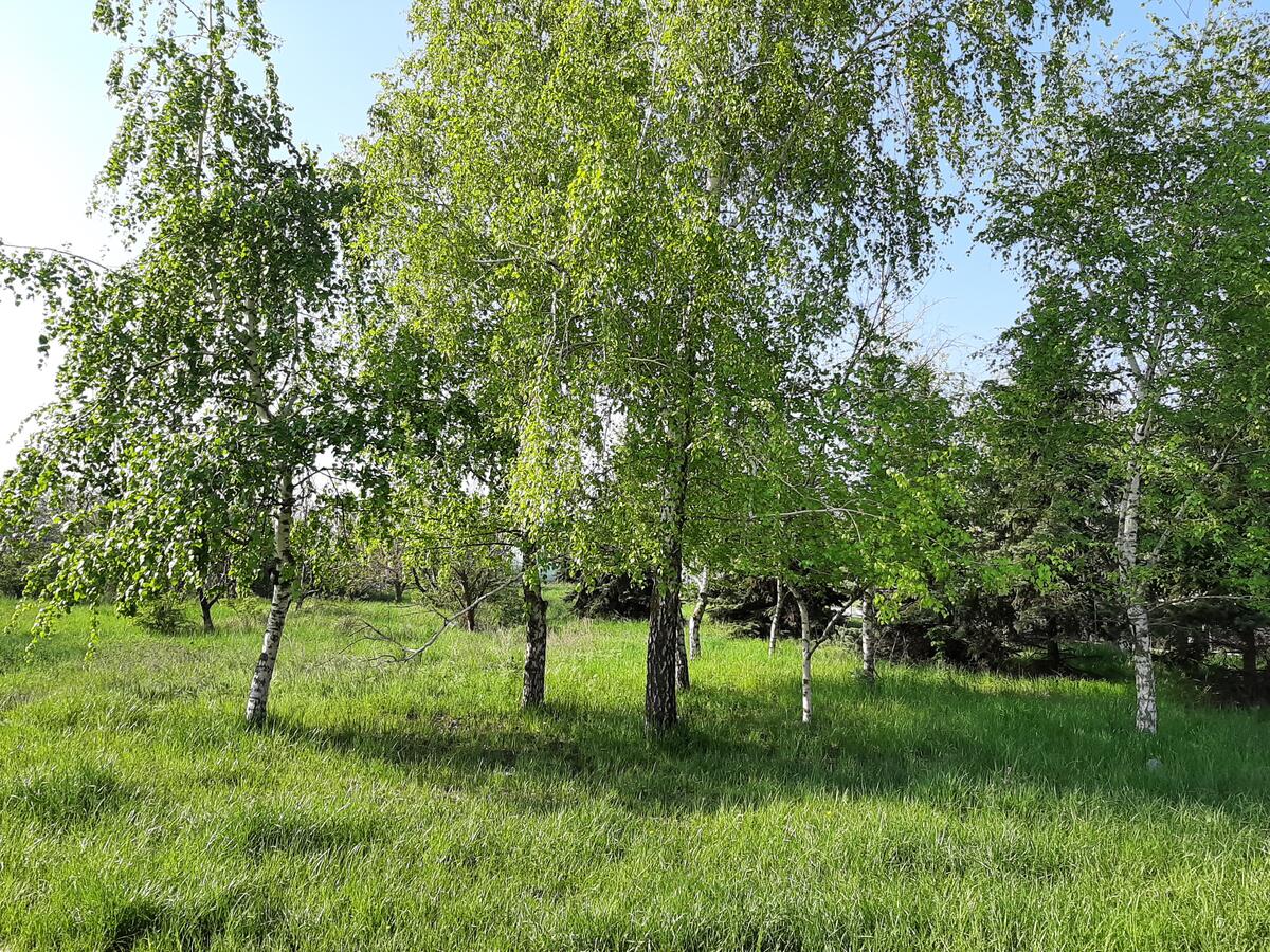 Summer lawn with Russian birches