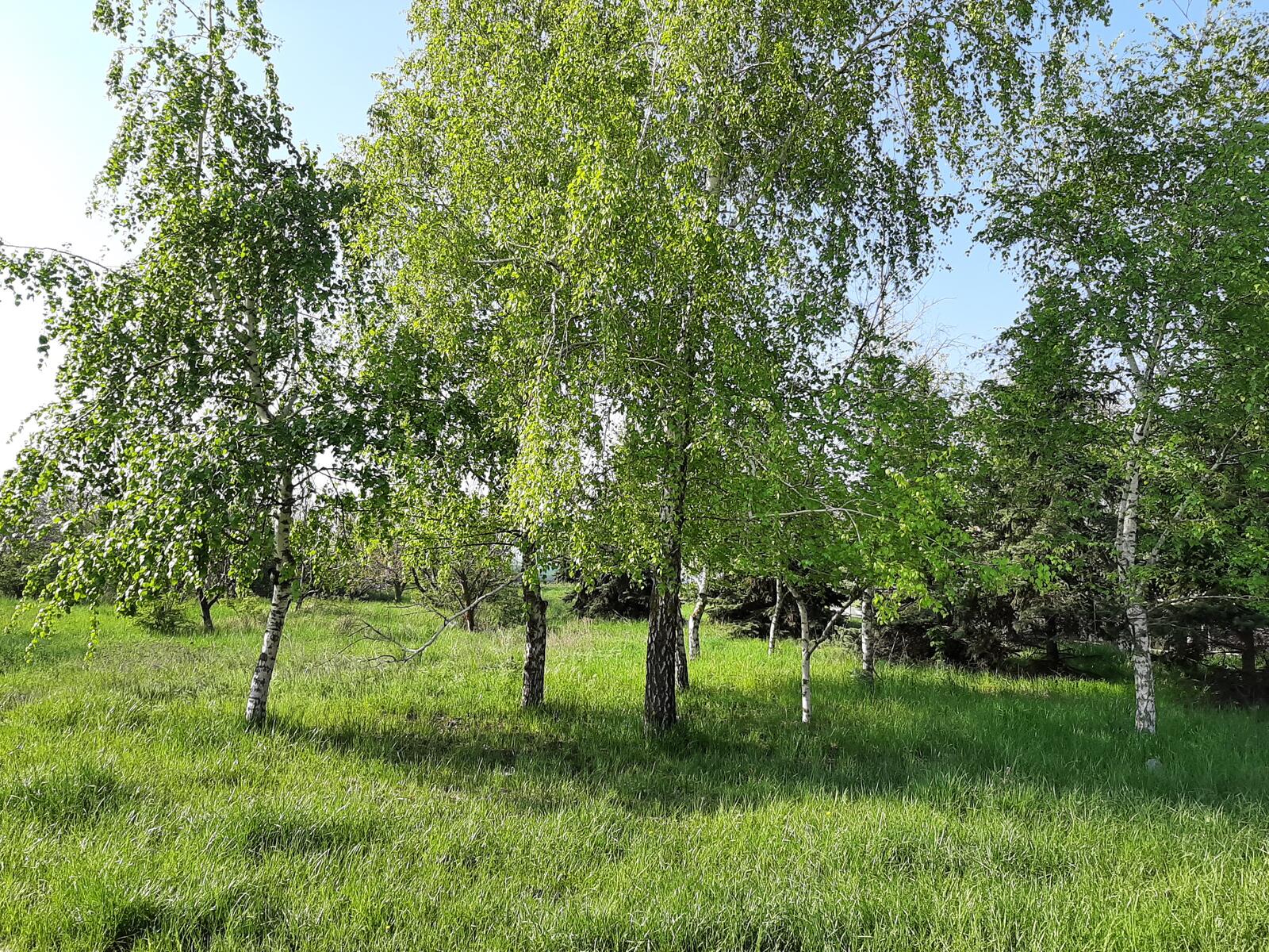 Бесплатное фото Летняя лужайка с русскими березами
