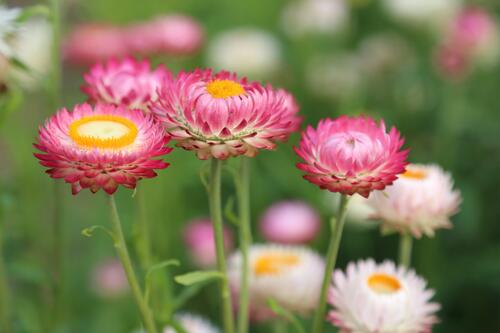 A picture of pink daisies.