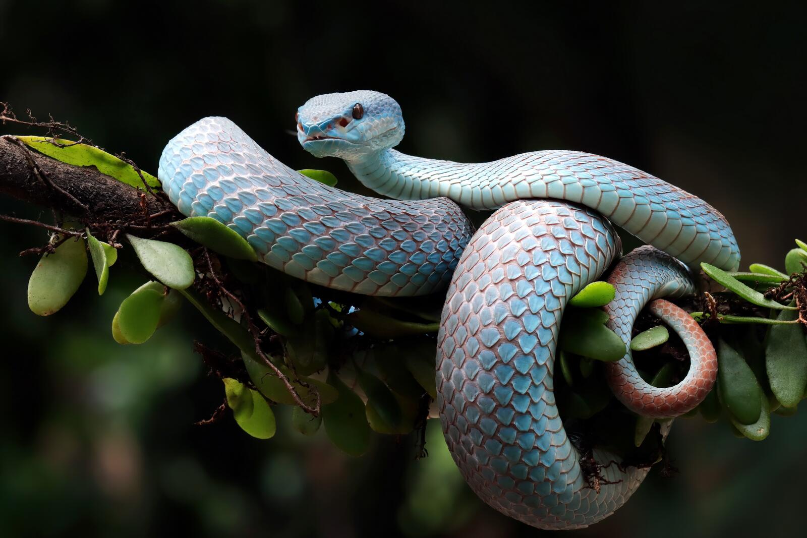 Free photo Wallpaper with a cute snake on a tree branch
