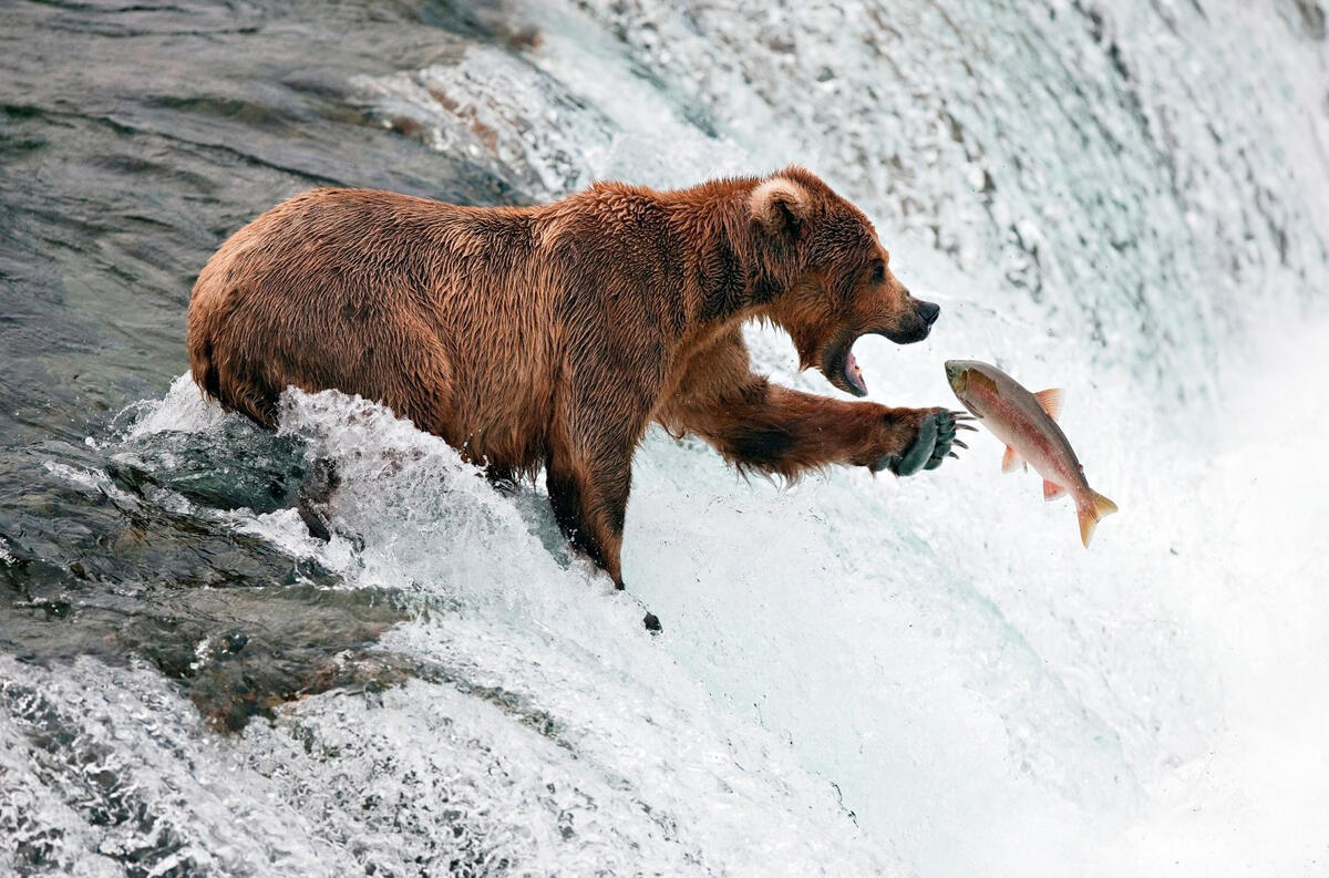 A bear catches fish at a waterfall