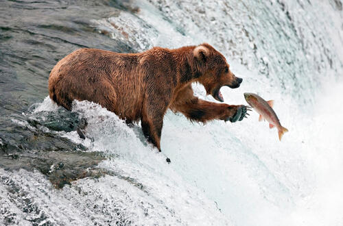 Медведь ловит рыбу на водопаде
