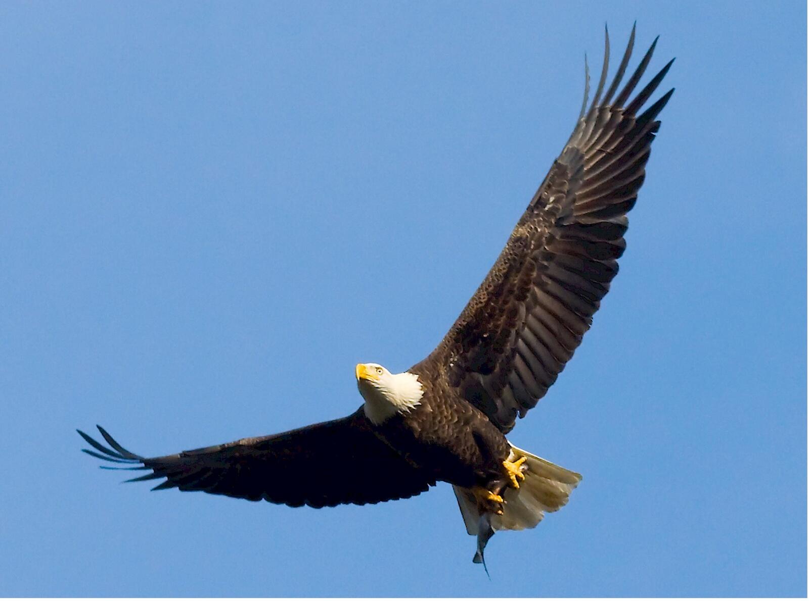 Бесплатное фото Полет орла с расправленными крыльями
