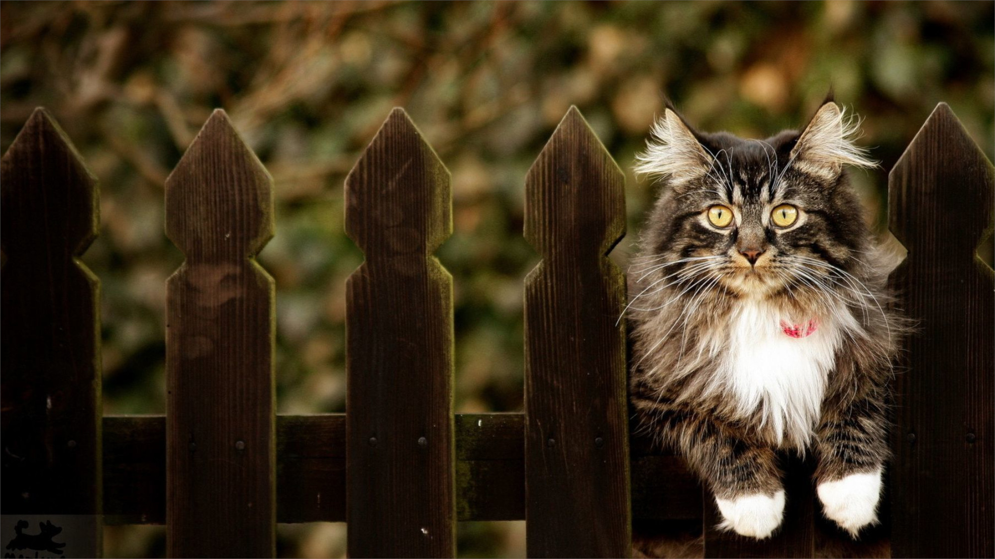 Фото бесплатно кот, забор, сидит