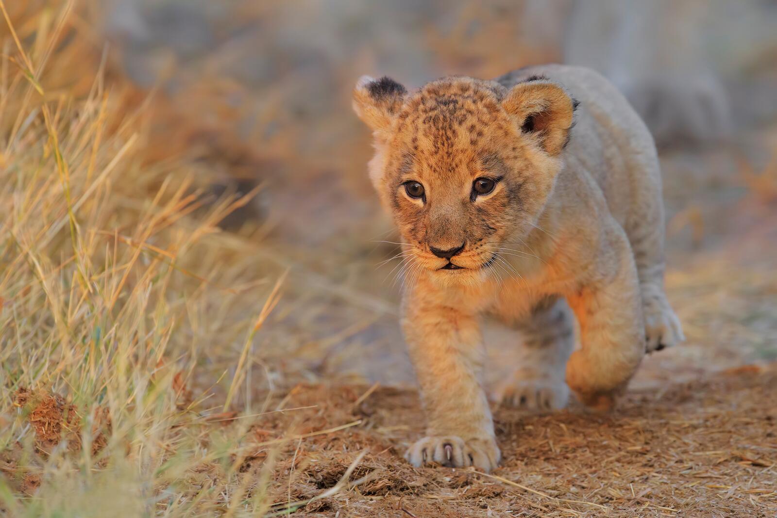 Бесплатное фото Маленький детеныш льва изучает окрестности