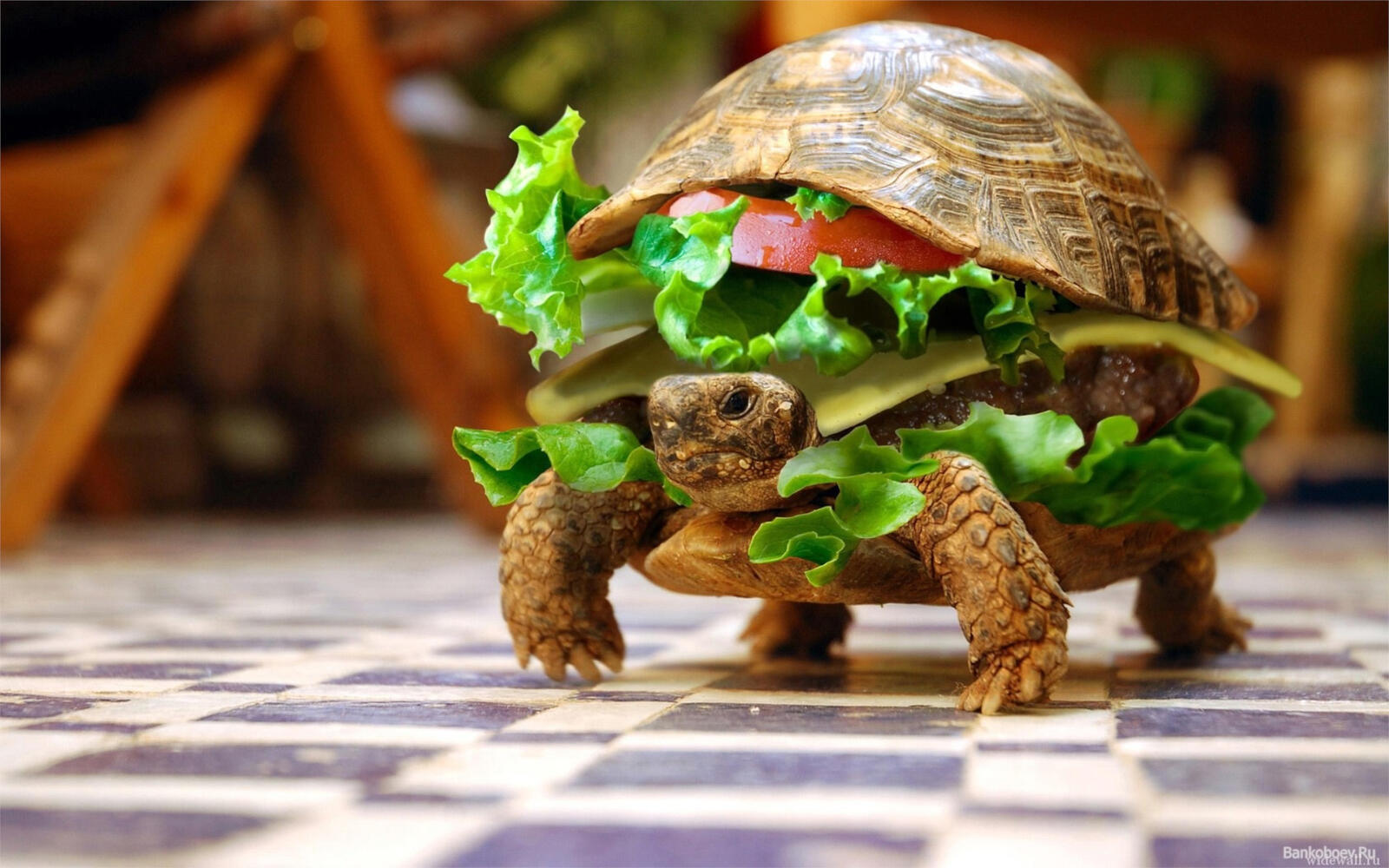 Free photo Turtle as a hamburger