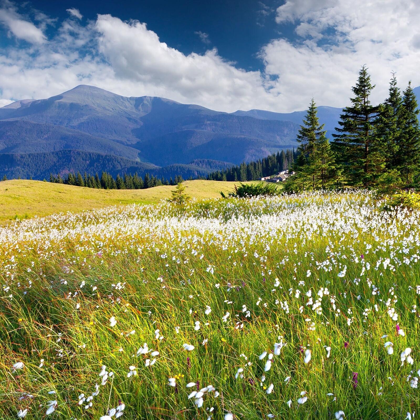 Бесплатное фото Большое зеленое поле с белыми цветочками