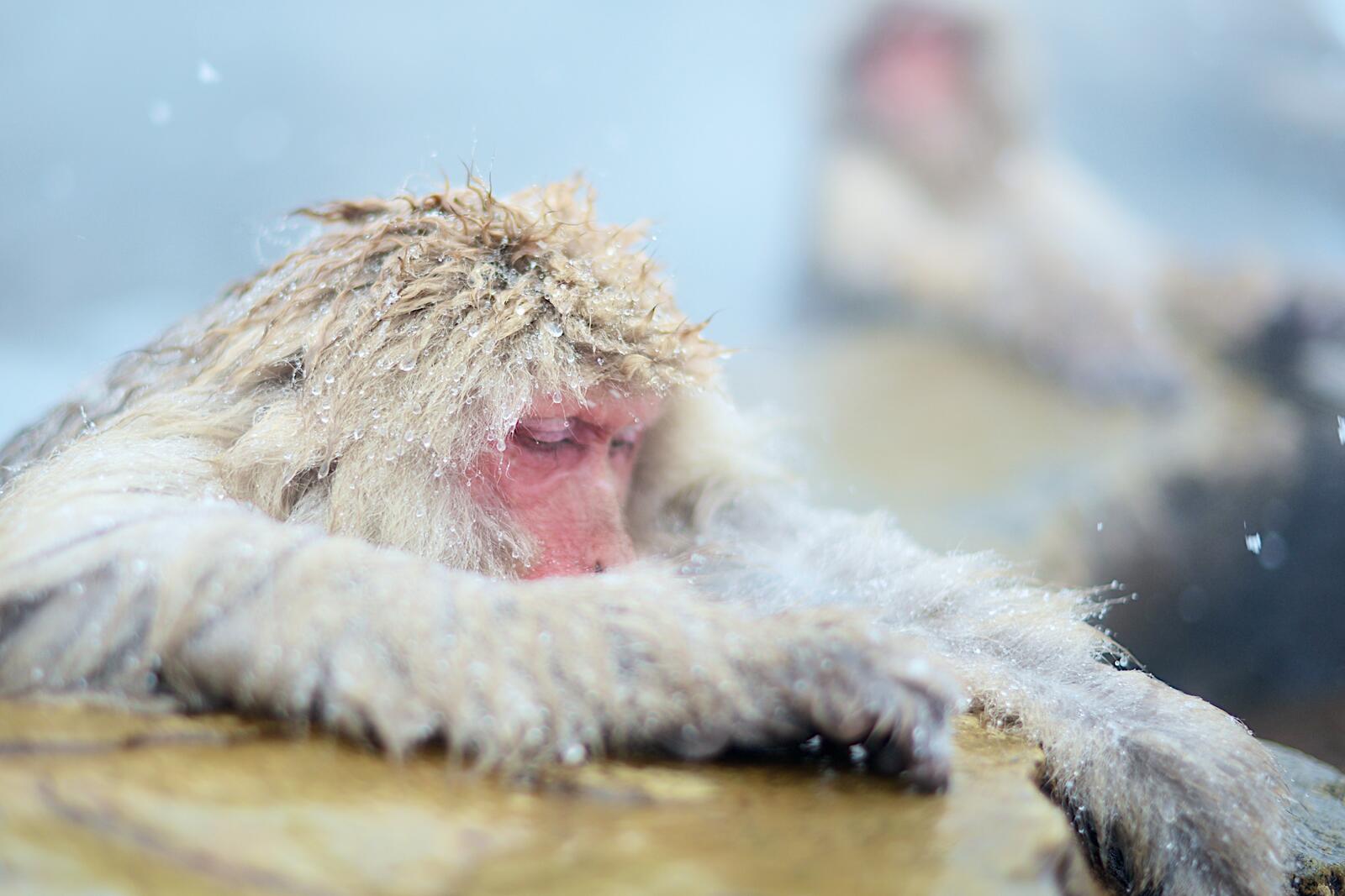 Бесплатное фото Обезьянка купается в бассейне в холодную погоду