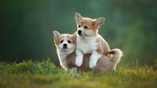 Two mischievous corgi puppies playing on the green lawn