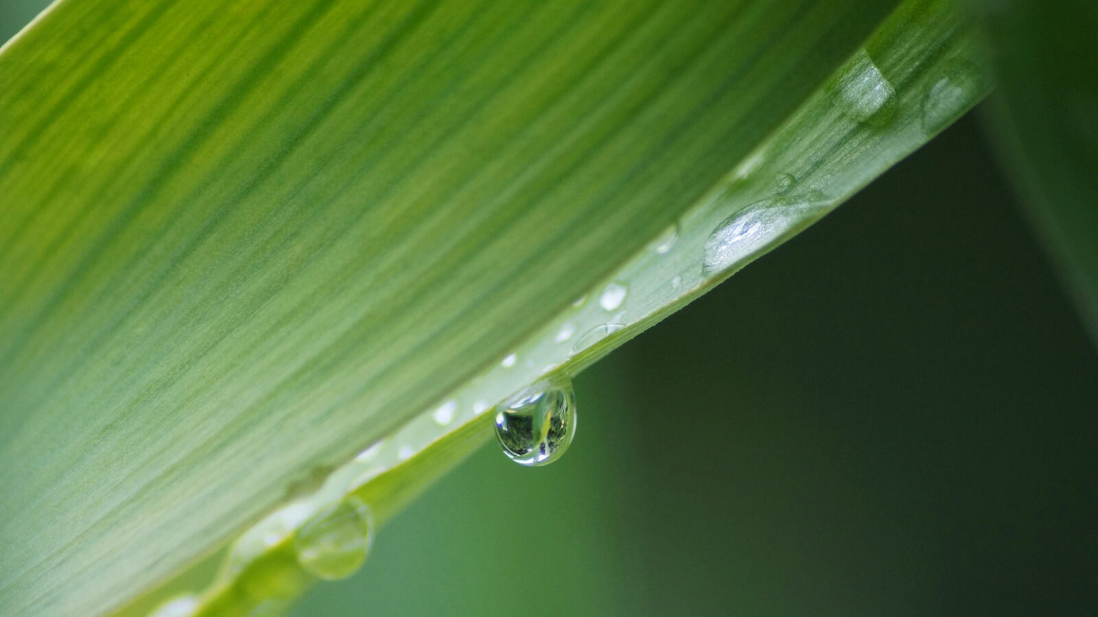 Бесплатное фото Капельки воды на зеленом листке