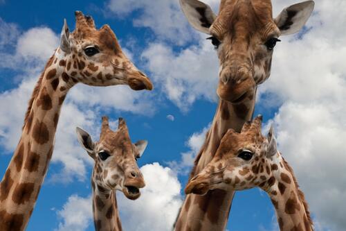 Funny giraffes stare into the camera lens