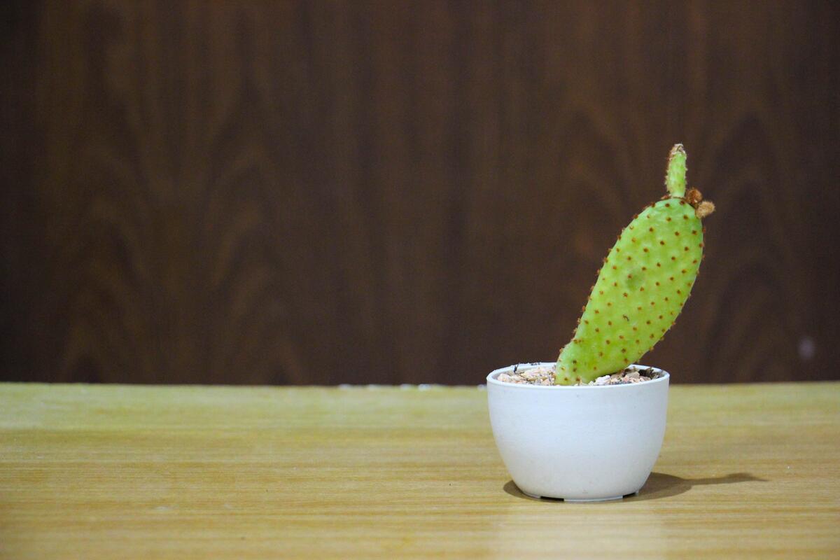 Homemade cactus in a mug