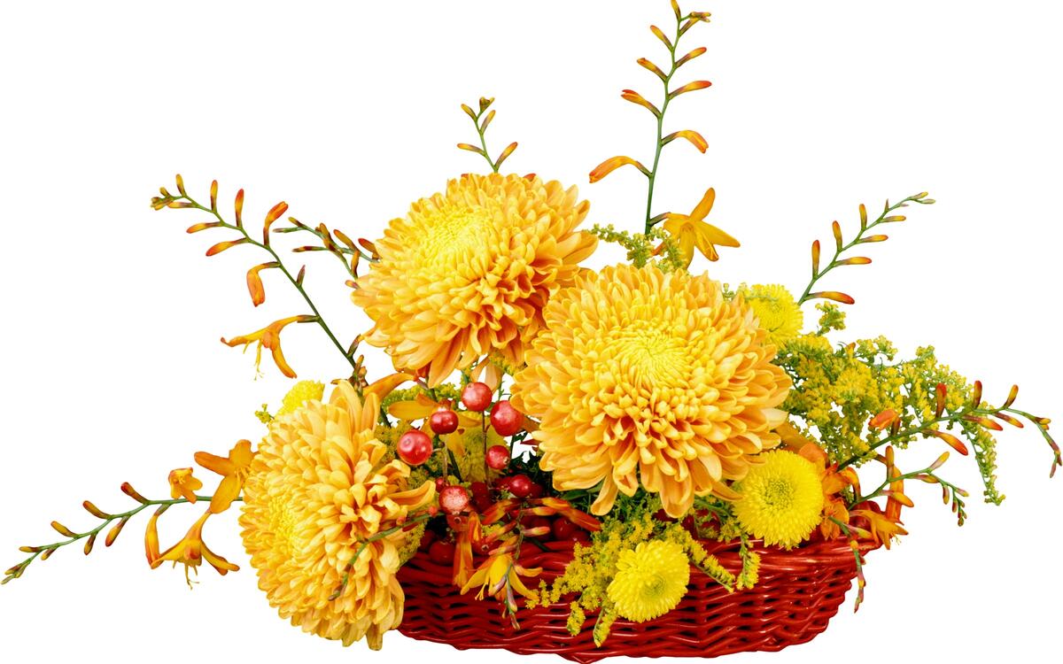 Chrysanthemums in a red basket