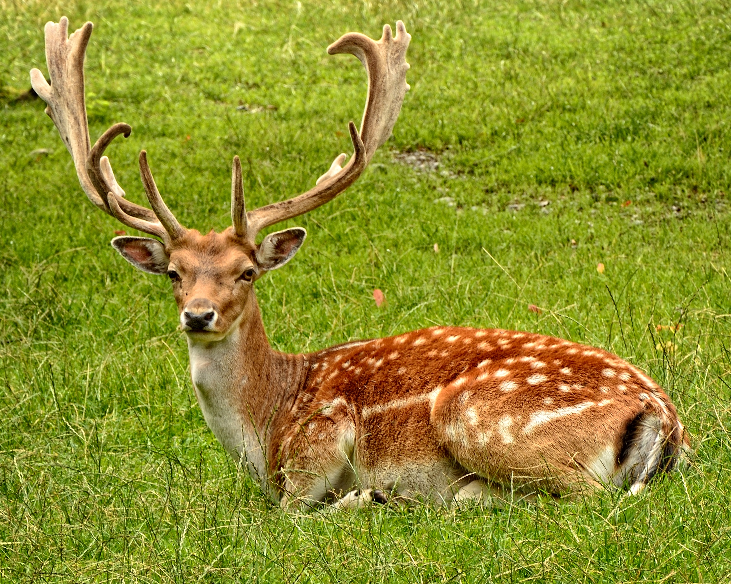 A young deer lies on the green grass