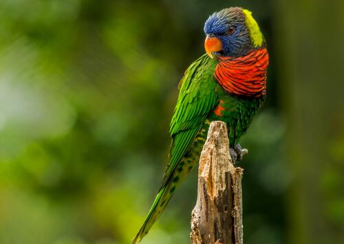 Зеленый попугай с красной грудкой