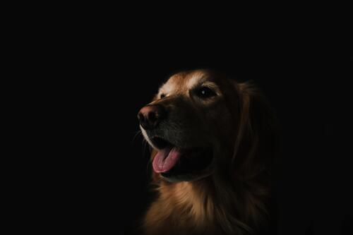 黑色背景上的拉布拉多猎犬肖像