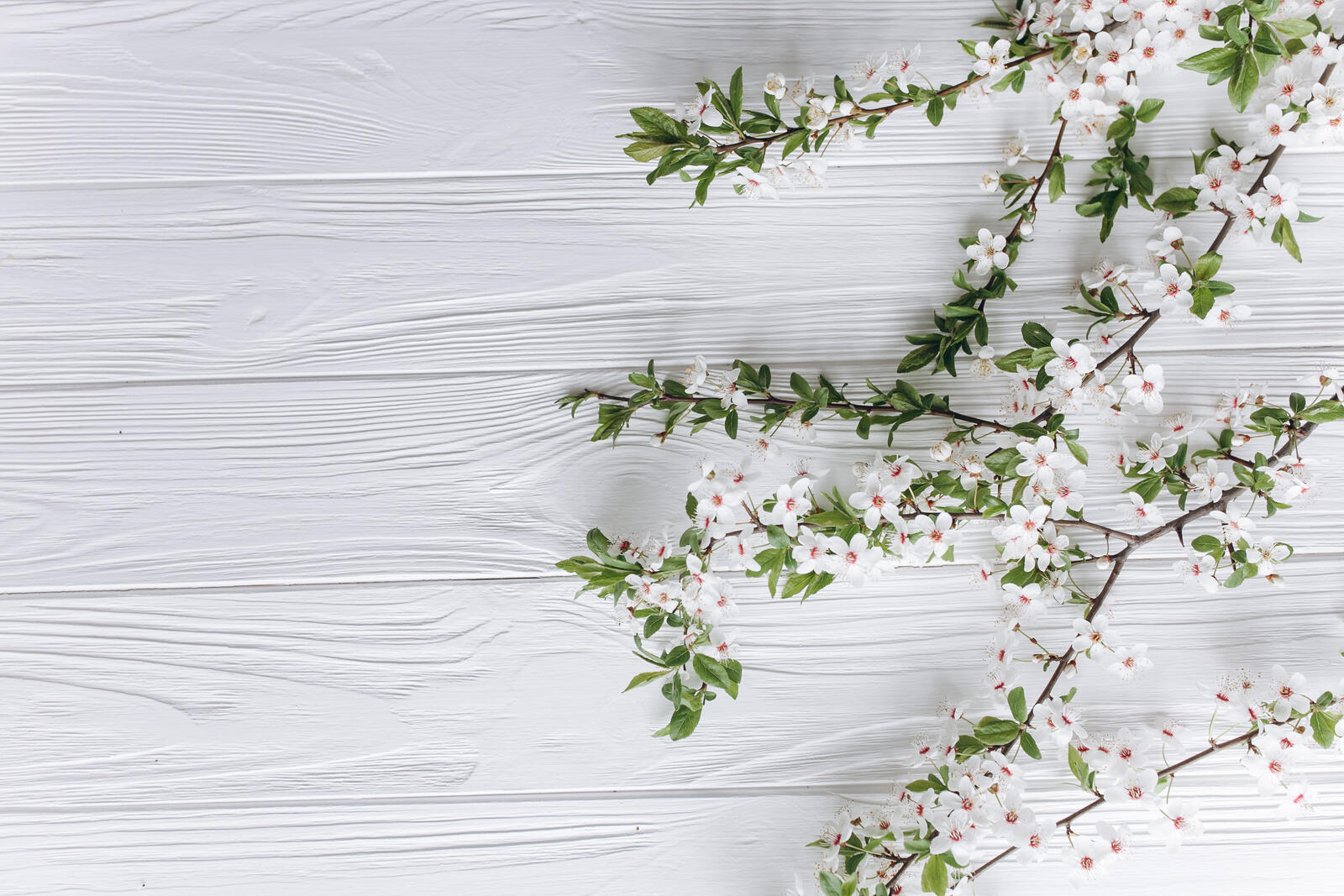 Бесплатное фото Веточка с белыми цветами на фоне белых досок