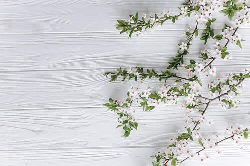 A sprig of white flowers on a background of white boards
