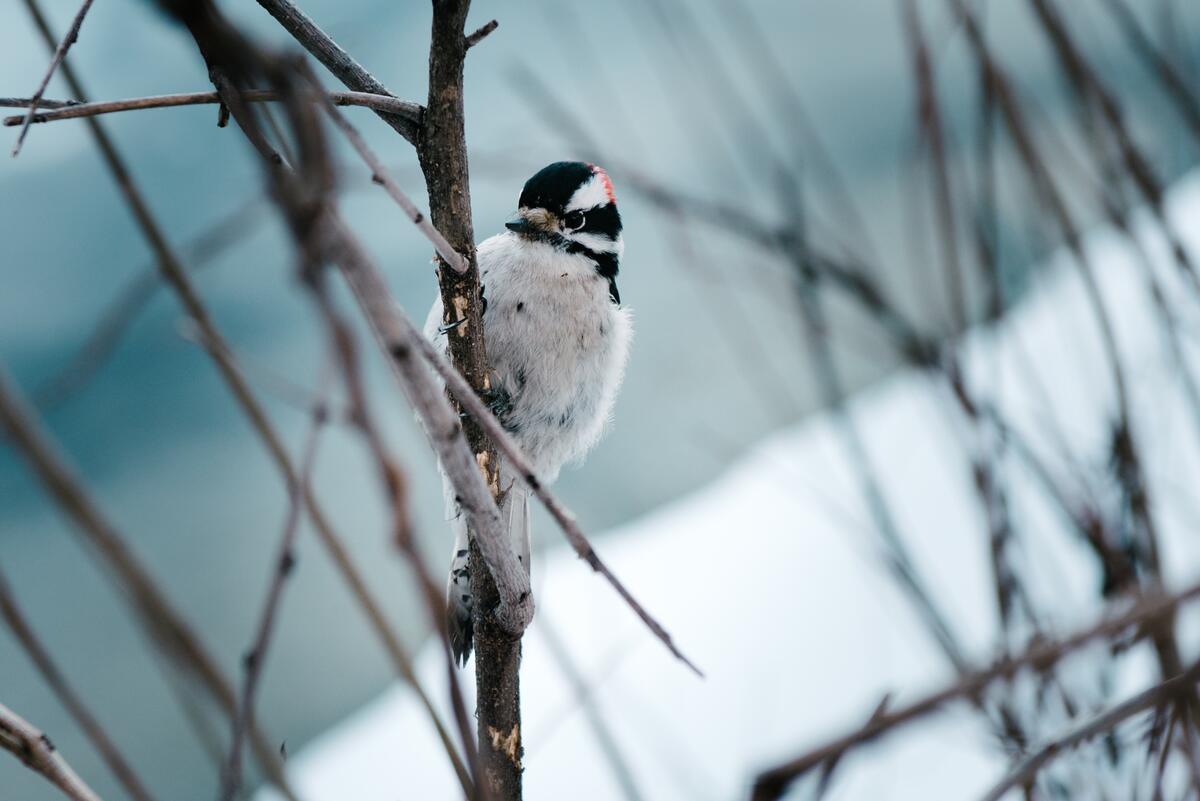 There`s a little woodpecker sitting on a twig.